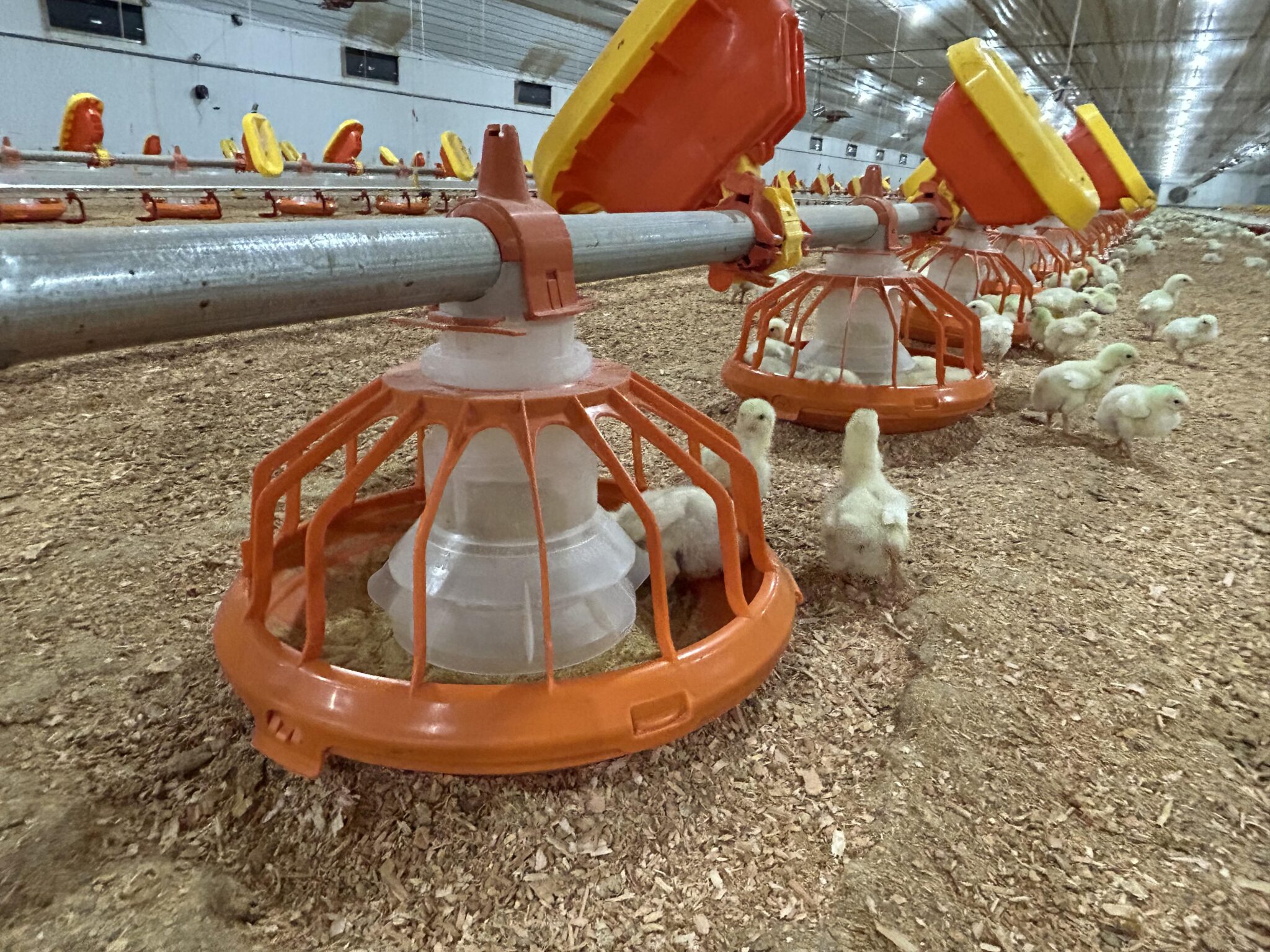 Grant Stringer - Chicken industry officials host tour of mega chicken facility as part of a lobbying effort