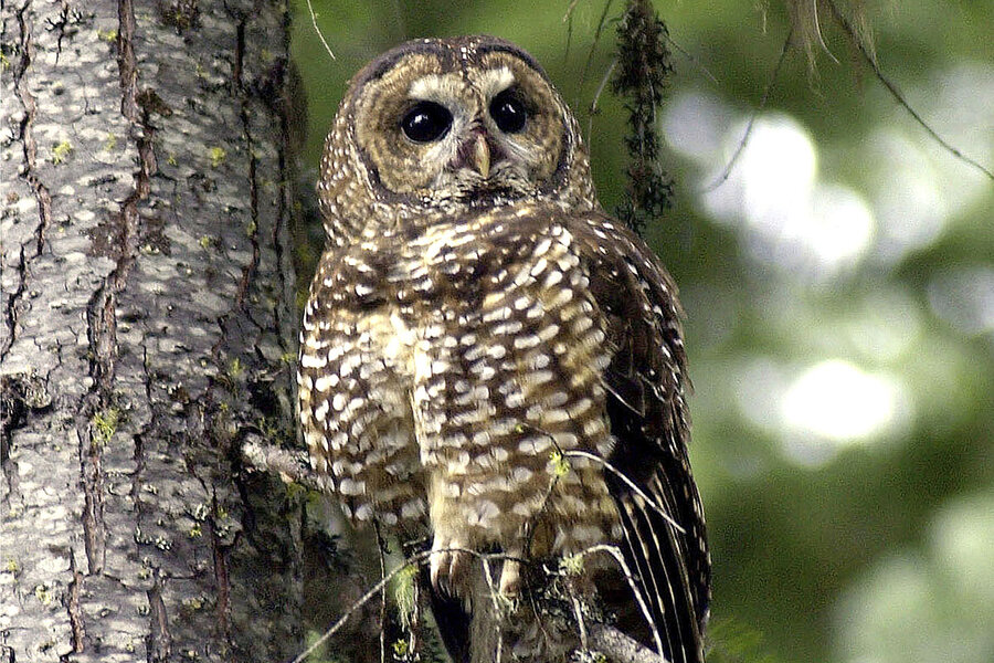 Grant Stringer - Save at-risk owls by culling rivals? Tough choices in US Northwest.